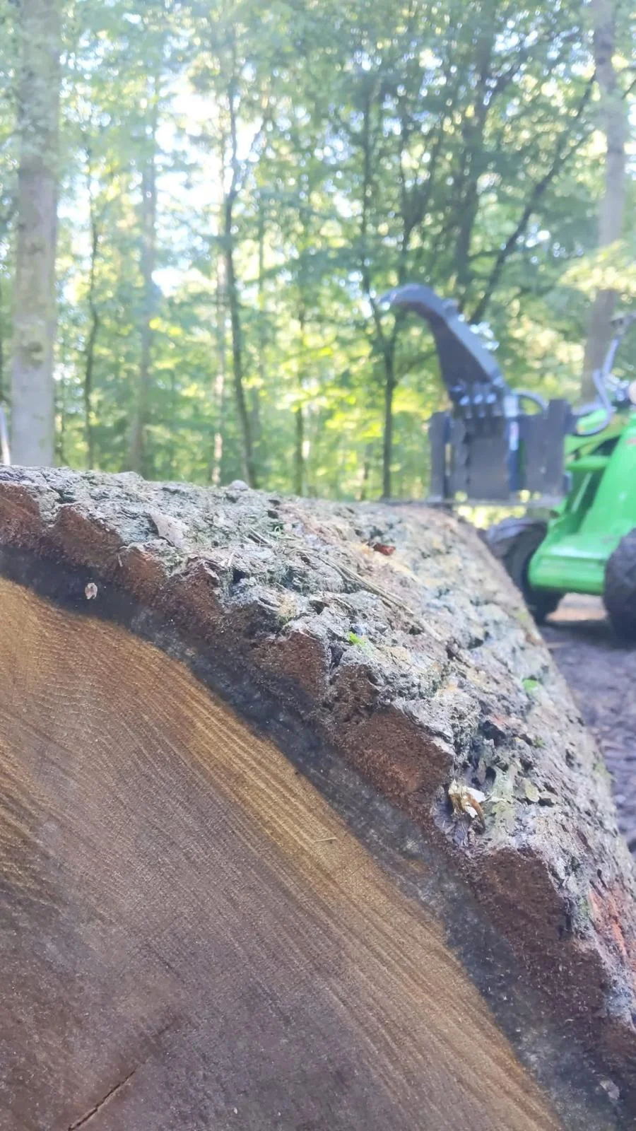 Extrémité sciée d’une grume avec son écorce, devant un engin de manutention en forêt
